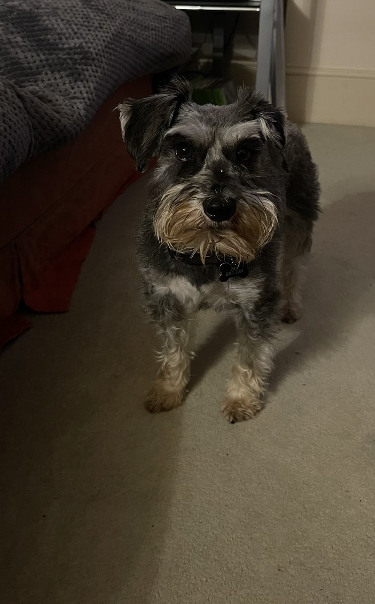 Ava~Louise-professional groom 18 mths after her escape from the cruel &amp; abusive world of puppy farm &amp; poor breeding practices, she’s finally looking like the beautiful Schnauzer we see every day- flash those Ava Gardner Hollywood eyes little one- your so brave and beautiful 🧡🐾