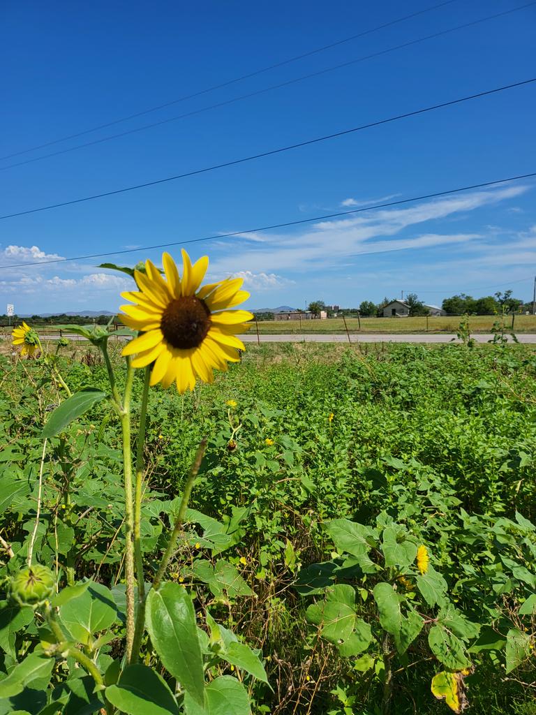 Anthony14700253's tweet photo. I love sunflowers and a beautiful sky! Lawton Oklahoma https://t.co/Qfy4UqAYmU