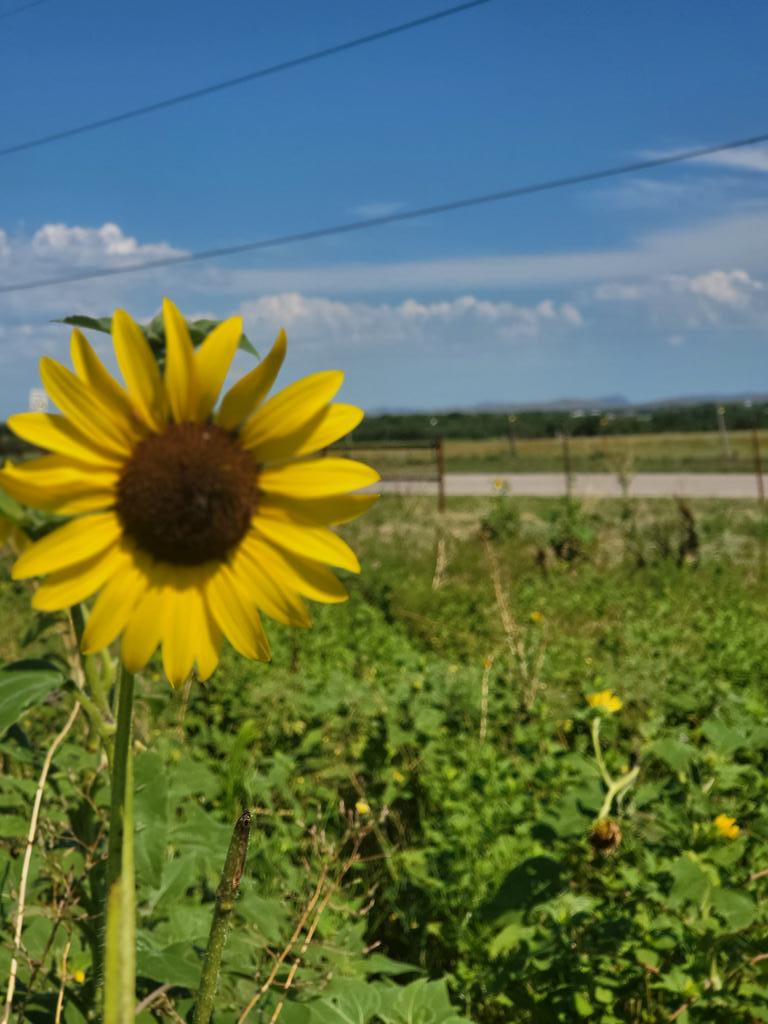 Anthony14700253's tweet photo. I love sunflowers and a beautiful sky! Lawton Oklahoma https://t.co/Qfy4UqAYmU