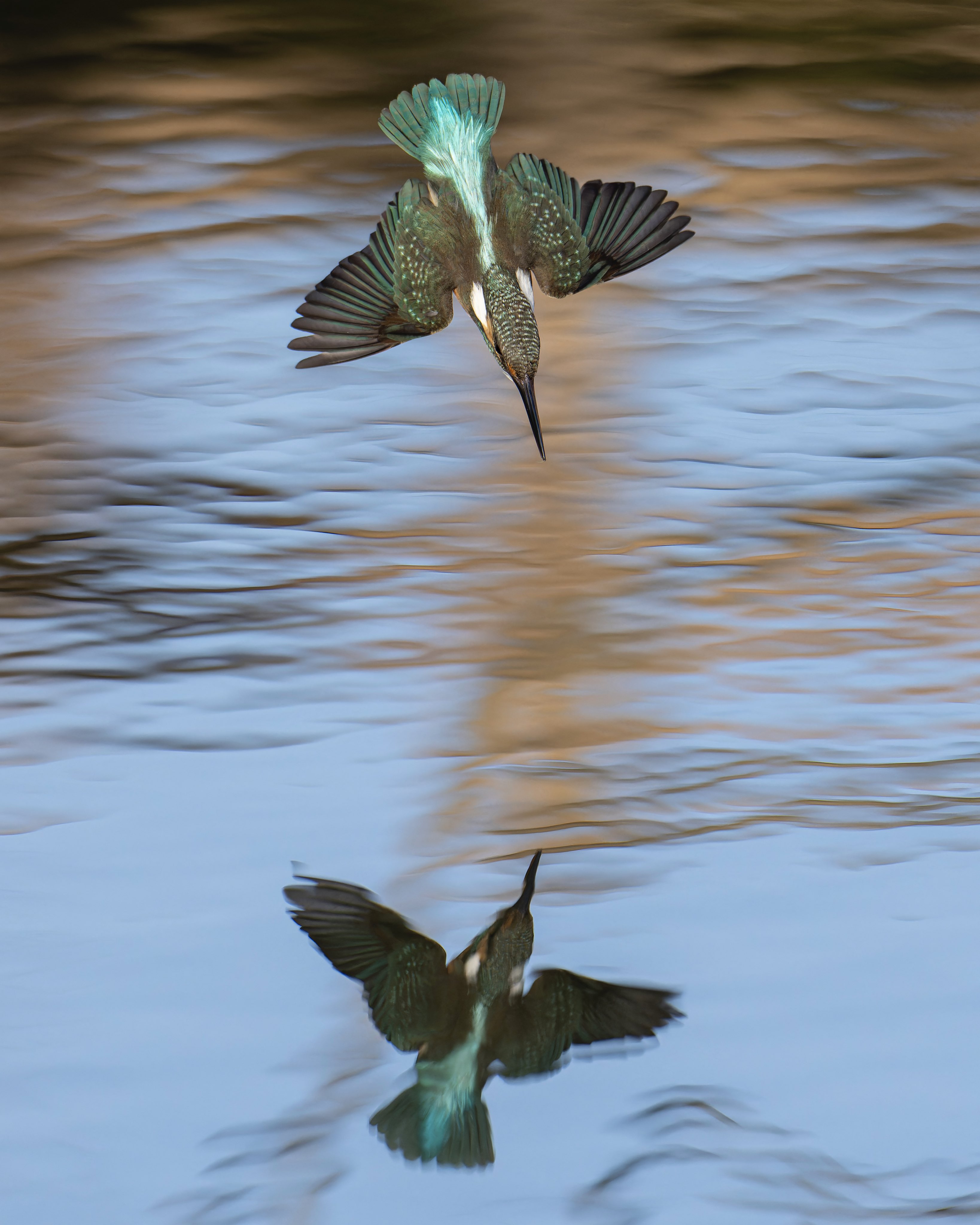 珍しい ポゼッション('80仏/西独) 外国映画 - education.semel.ucla.edu