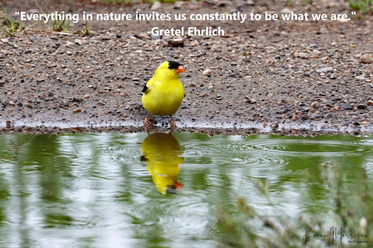 Bisman_UU's tweet image. "Everything in nature invites us constantly to be what we are."

-Gretel Ehrlich

Photo Credit: Karen Morrison

#gretelehrlich #nature #listentonature #bismanuu #bismarcknd #mandannd #NorthDakota #uutwitter