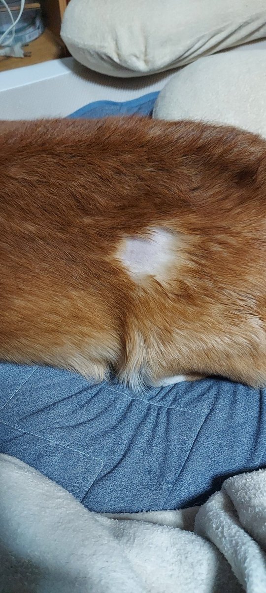 カイカイが良くなったと思ったら今度はコリコリ😱
お前ハゲてない時がないな😅