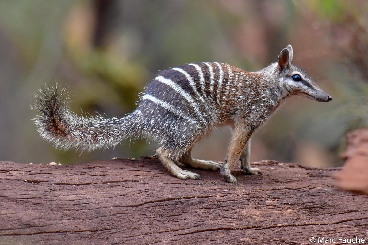 Atlas of Living Aust tweet media