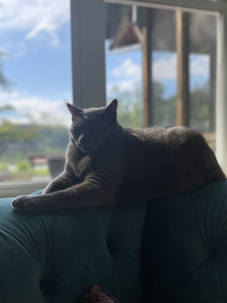 LoriThecatlady's tweet photo. The #King 👑🤗 #Thumpy owns us! 🐾 https://t.co/QnUNIvejfA