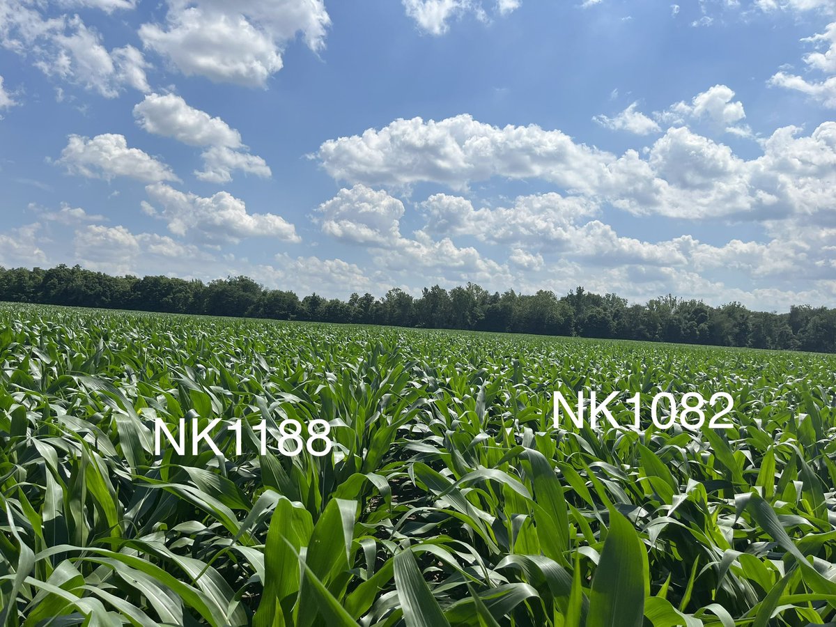 This 🌽 is about to takeoff #NKWay won’t be long before tasseling with 1450 plus GDU’s!  We stalled during a prolonged dry period &amp; Canadian smoke in May till mid June!  Now it’s going to jump with ☀️ moisture &amp; heat! #bringItOn  Thanks <a href="/SunriseCoopOH/">Sunrise Cooperative</a> for such a great opportunity