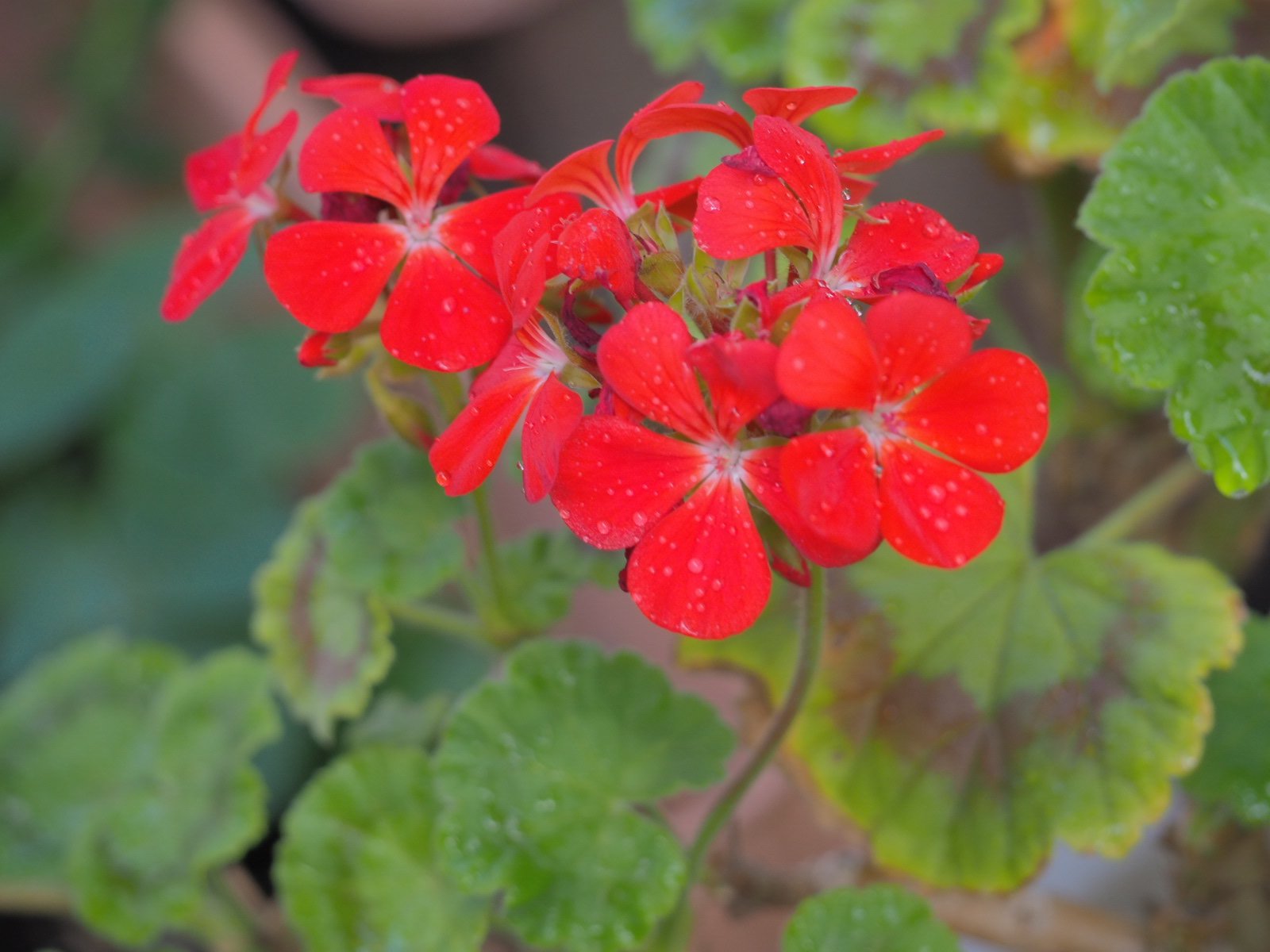 みどちゃん様専用❗️ | ccq.com.sv