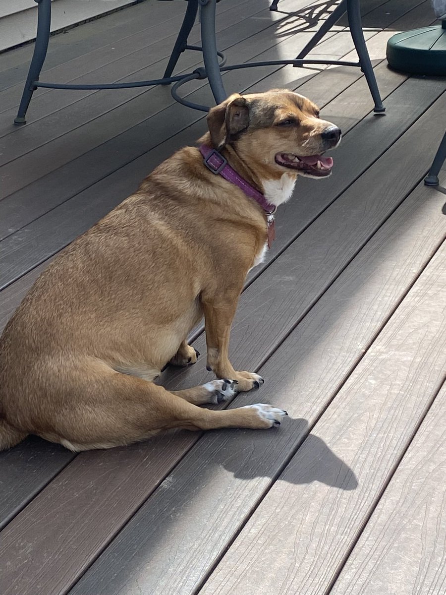 nhubbard33's tweet photo. My dogs have to be supervised in the backyard. One is an anxious apex predator who hunts and catches flies mid-air. Another has difficulty not being aggressive. Skeeter eats turds. She is not bothered by what you or anyone thinks. Follow me for more dog training posts. https://t.co/FZVeKASaEt