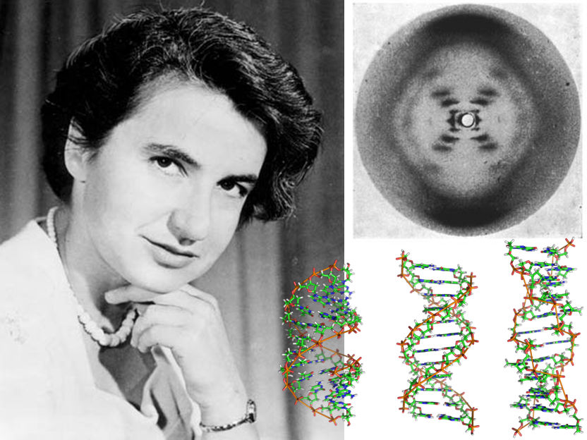 'Science, for me, gives a partial explanation for life. In so far as it goes, it is based on fact, experience and experiment.' Rosalind Franklin 7/25/1920 Notting Hill, London, England 4/16/1958 Chelsea London, England #OTD #sciencetwitter #WomenInScience #womeininSTEM #DNA