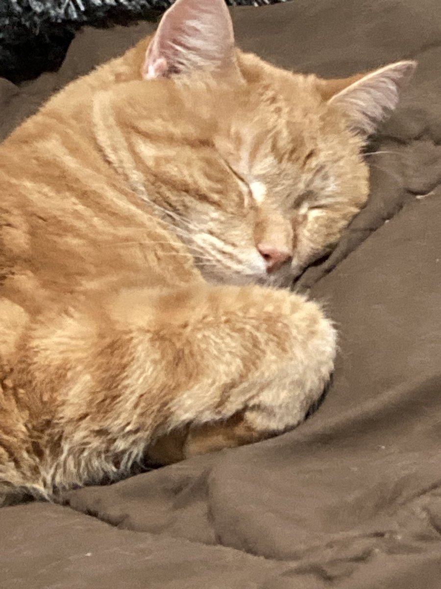 Charlie is taking a nap