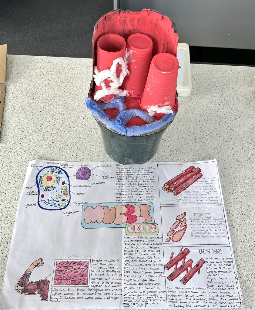 Some excellent work from Mr Llewellyn's Year 9 iDiscover Science class. They've been getting ready to start their GCSE studies with some research on specialised cells. @Olchfaschool #celebrateexcellence #STEM #STEMeducation #CurriculumforWales #creativeandenterprising