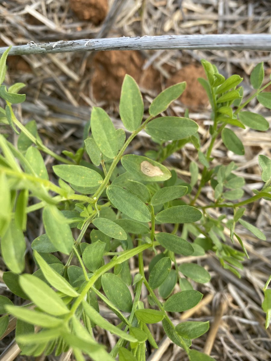 #Ascochyta starting at Woomelang in the <a href="/VicGovAg/">Agriculture Victoria</a> <a href="/GRDCSouth/">GRDC South</a> investment into management of AB.