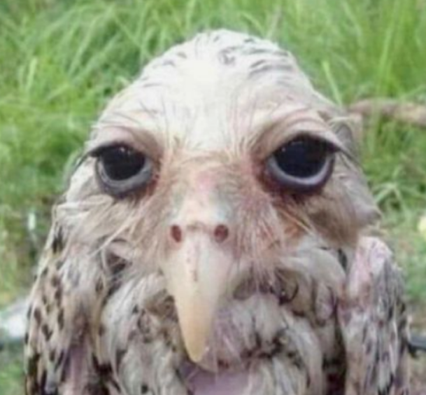 Frankbiero's tweet photo. i got lion!! reply for 4 letters :p

l: lila
i: isabelle
o: wet Owl (i couldnt think of anyone sorry)
n: napstablook!! https://t.co/gmncfZML4p
