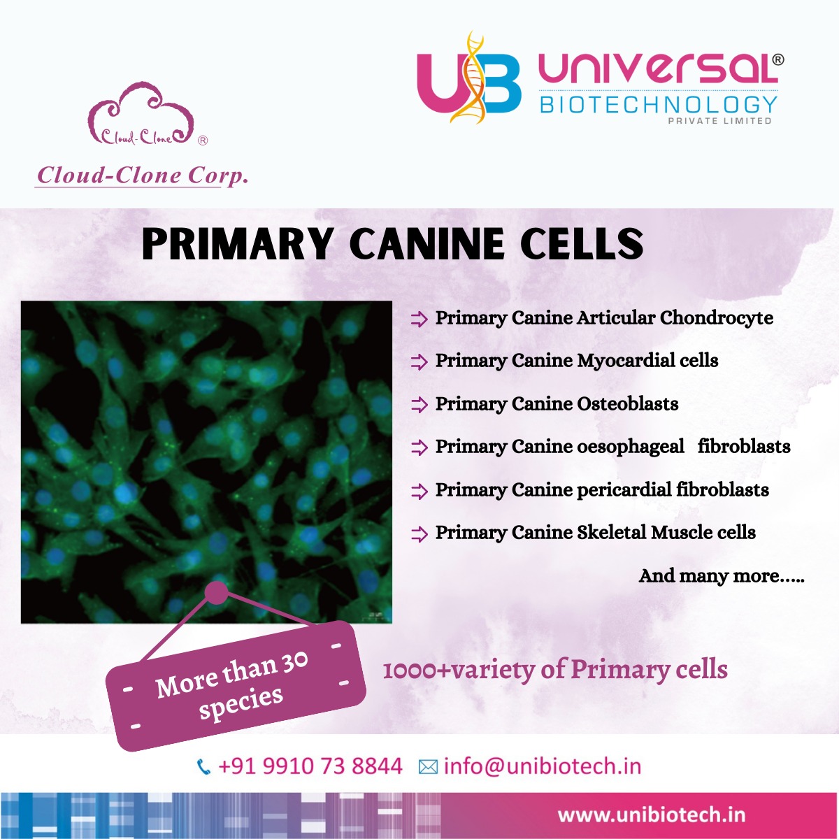 Universal Biotechnology Pvt. Ltd. is introducing Primary cells from 

#unibiotech #cloudclone #research #science #biotechnology #cellculture #canine #primarycells #3Dculture #free #onestopinfinitychoices