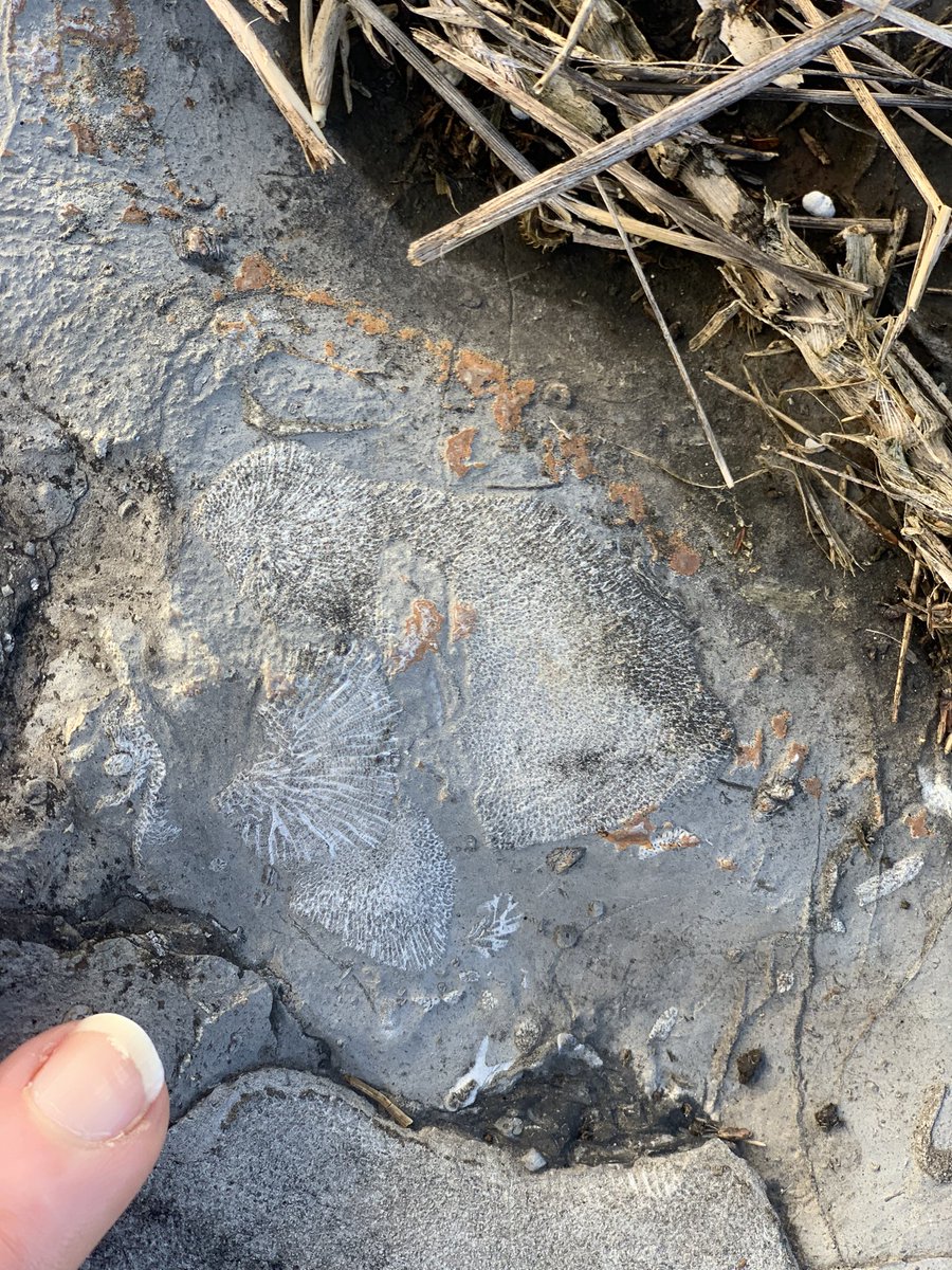 Liz Mahon (@sedsnseismic) on Twitter photo What a great week mapping Devonian stratigraphy around Buchan.
Volcanics, faulting and folding, limestones and fossils - what more could you want! 😍🌋🪨🐟🐚 @scimelb <a href="/ESSSunimelb/">EarthSci Student Soc Unimelb</a> What a great week mapping Devonian stratigraphy around Buchan.
Volcanics, faulting and folding, limestones and fossils - what more could you want! 😍🌋🪨🐟🐚 @scimelb <a href="/ESSSunimelb/">EarthSci Student Soc Unimelb</a>