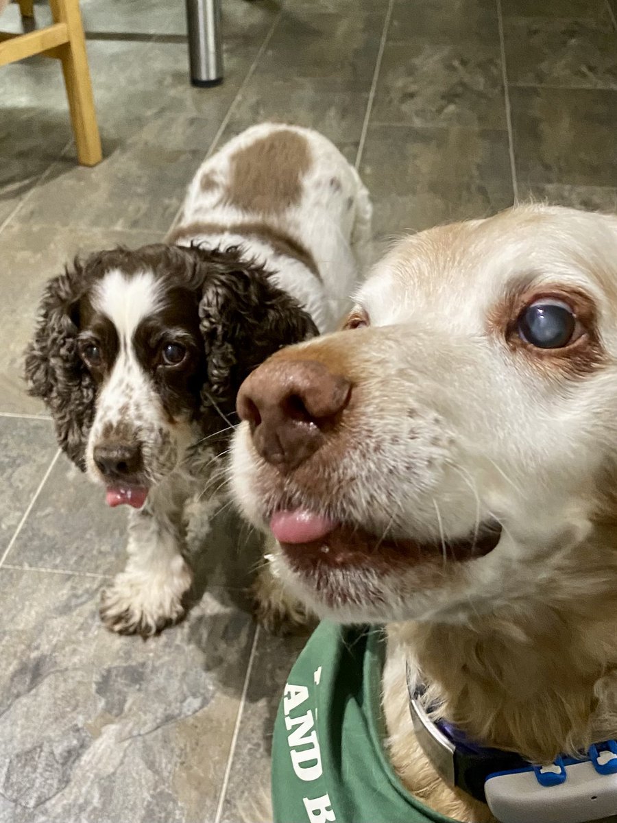 SpanielsSuper's tweet image. Fours days to go…..
#AllWillBeRevealed #SoExciting #WhatsHappening