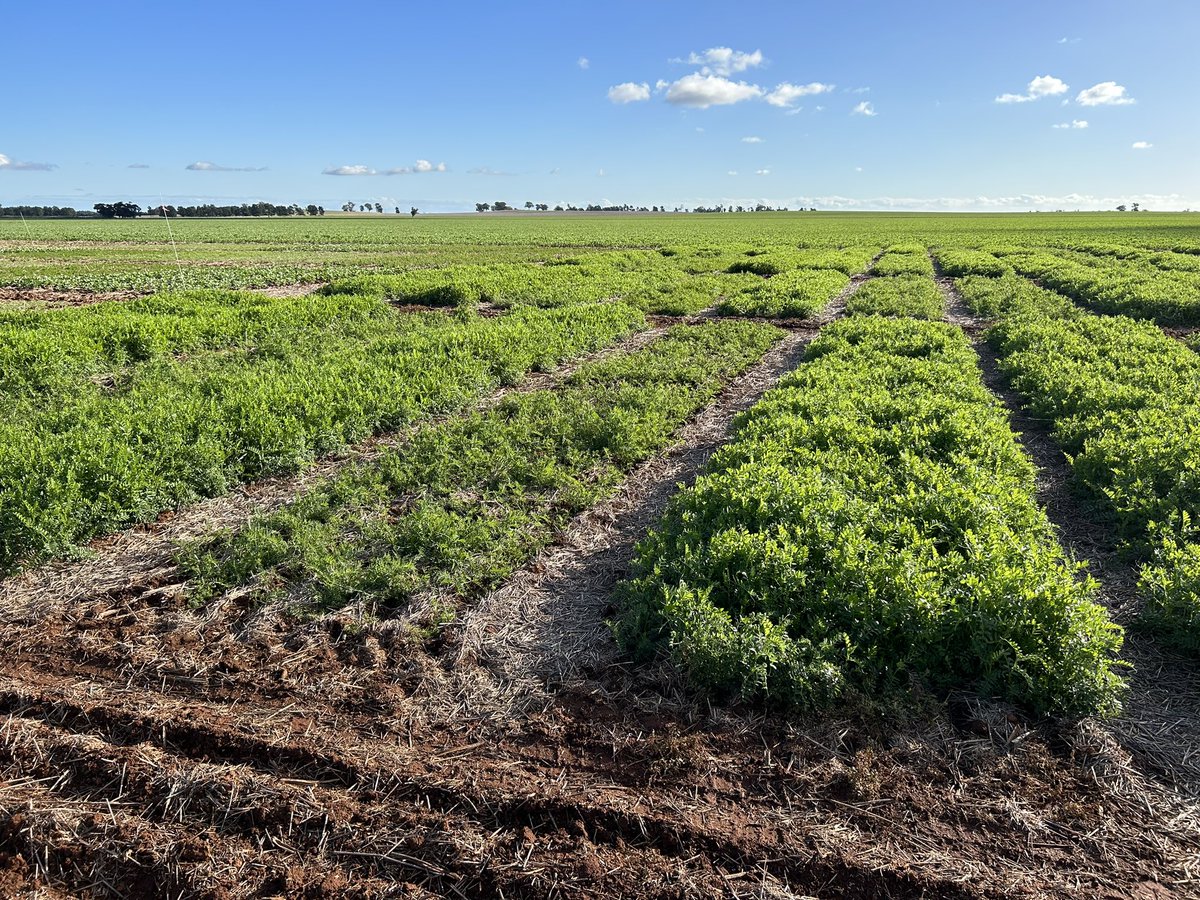 Rohan Brill tweet media