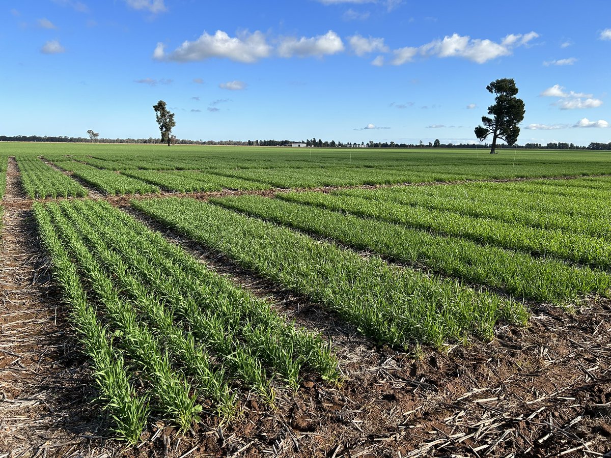 Rohan Brill tweet media