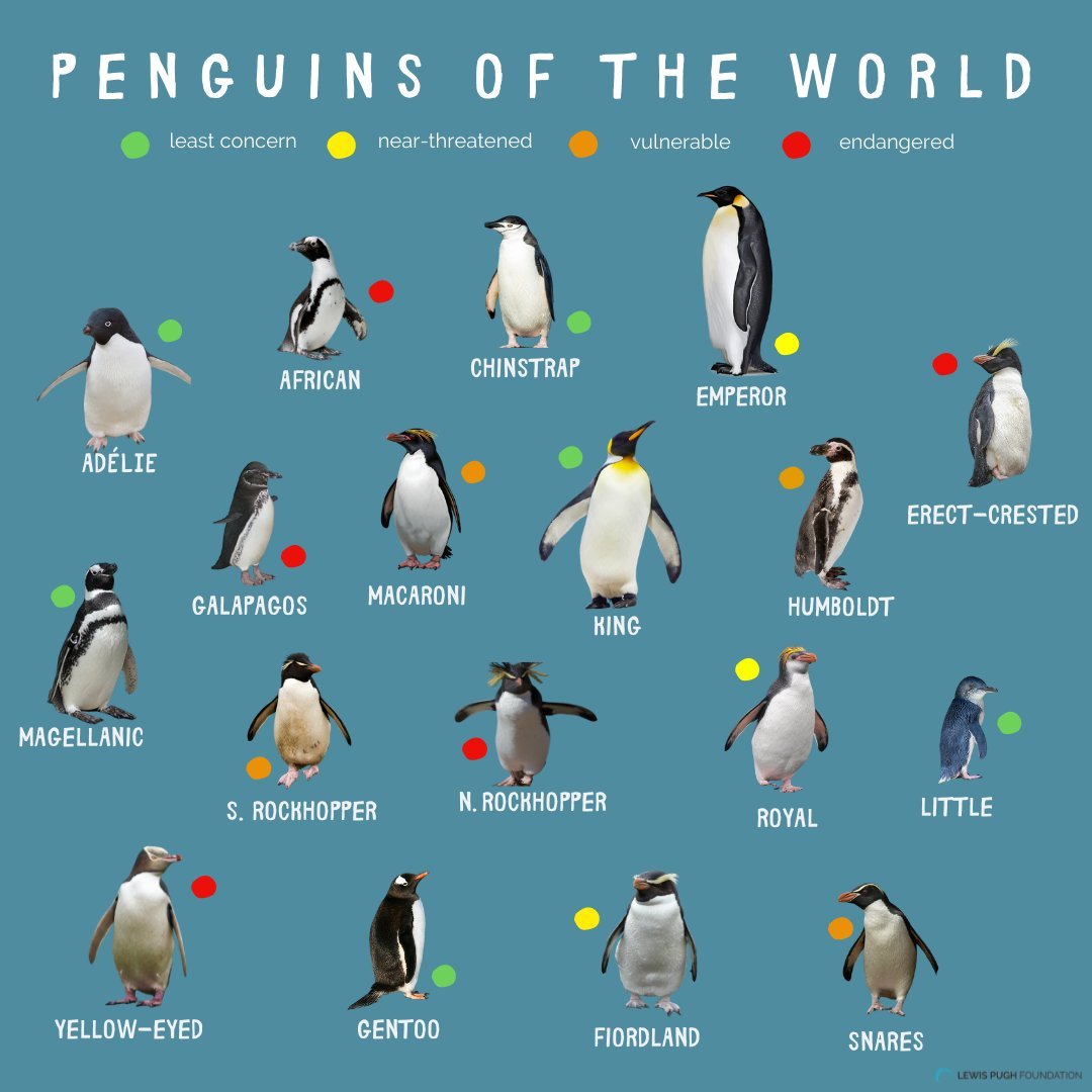 IPBES's tweet photo. Many penguin species are at risk of extinction🐧🐧🐧🐧

Do you know which #penguin species are nearly-threatened, vulnerable, or endangered?

Learn more via @LewisPughFDN 📚 https://t.co/L9z6U5zNeK