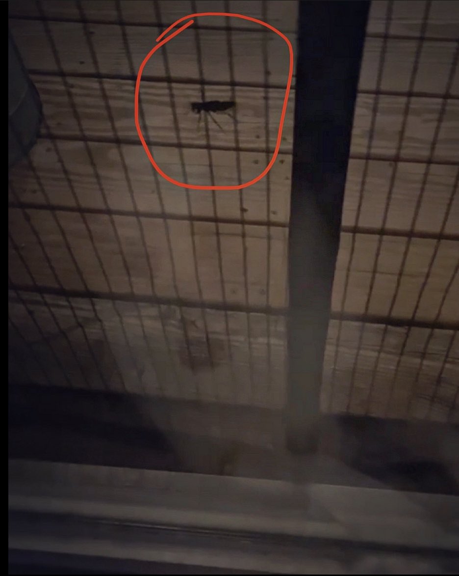 CaseyNormando's tweet photo. We’re about to call the cops on this disgusting trespasser. You can’t tell from the photo, but it’s one of the girthiest cockroaches I’ve ever met and has been persistently searching for weak spots in our barricade for 30 minutes or so… #plzsendhelp https://t.co/AZ45yQBpVG