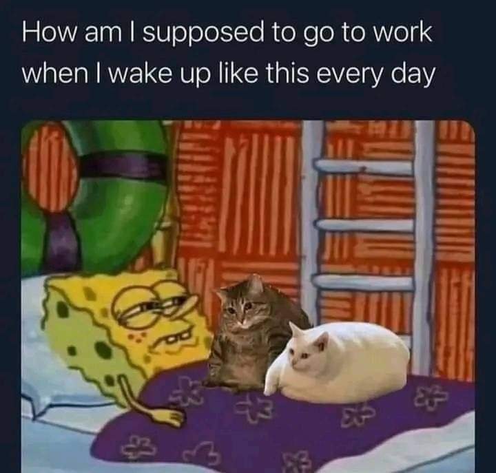 WholesomeMeme's tweet image. 