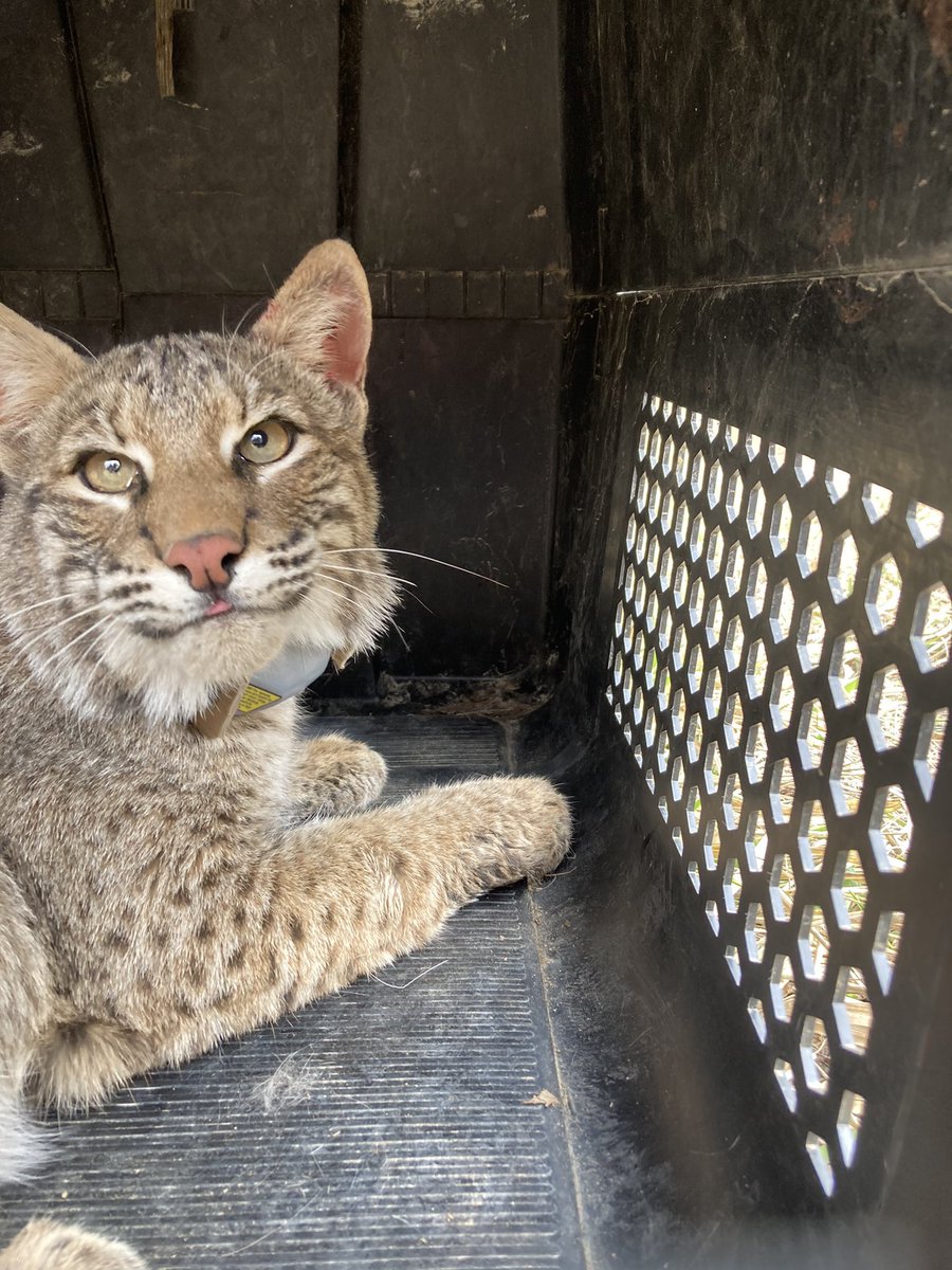 Please retweet! We are hiring THREE research technicians to help with bobcat trapping starting this November. Link to apply is below!

wfscjobs.tamu.edu/jobs/bobcat-tr…
