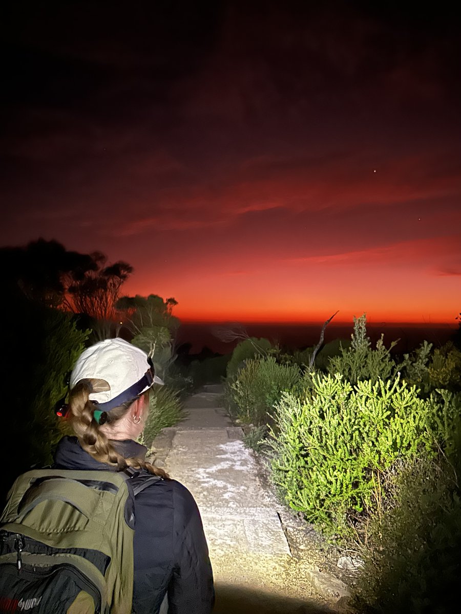 First reintroduced small mammal surveys of 2023 at @harbourtrust's North Head (NSW) ✔️

Results were positive - with 105 Bush Rats and 3 Brown Antechinus, and only 2 invasive Black Rats caught across the week.

More: facebook.com/AWConservancy/…

📷 A Wright, E Simpson/AWC