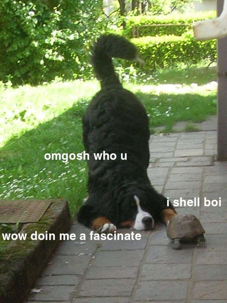 WholesomeMemes (@wholesomememe) on Twitter photo 