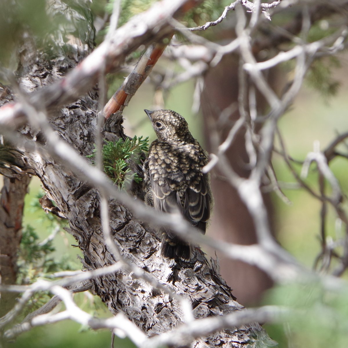 JLClarke tweet media