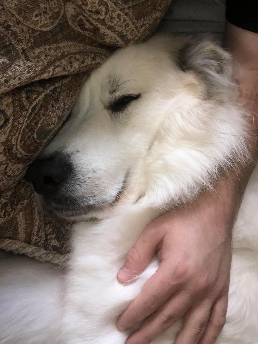 pshackel's tweet image. Now THIS is why you have a dog. 

#dogsoftwitter #greatpyrenees #naptime @DAupresses @dog_feelings @dog_rates