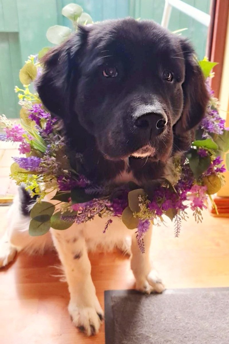 PurpleTinabeans's tweet image. Watching us play #Michtim on @GirlsRunWorlds? Here's the photo of my Nimbus the Newfoundland modelling my floral door wreath 😅😍 The inspiration behind Tickle! 

#ttrpgcommunity #ttrpg