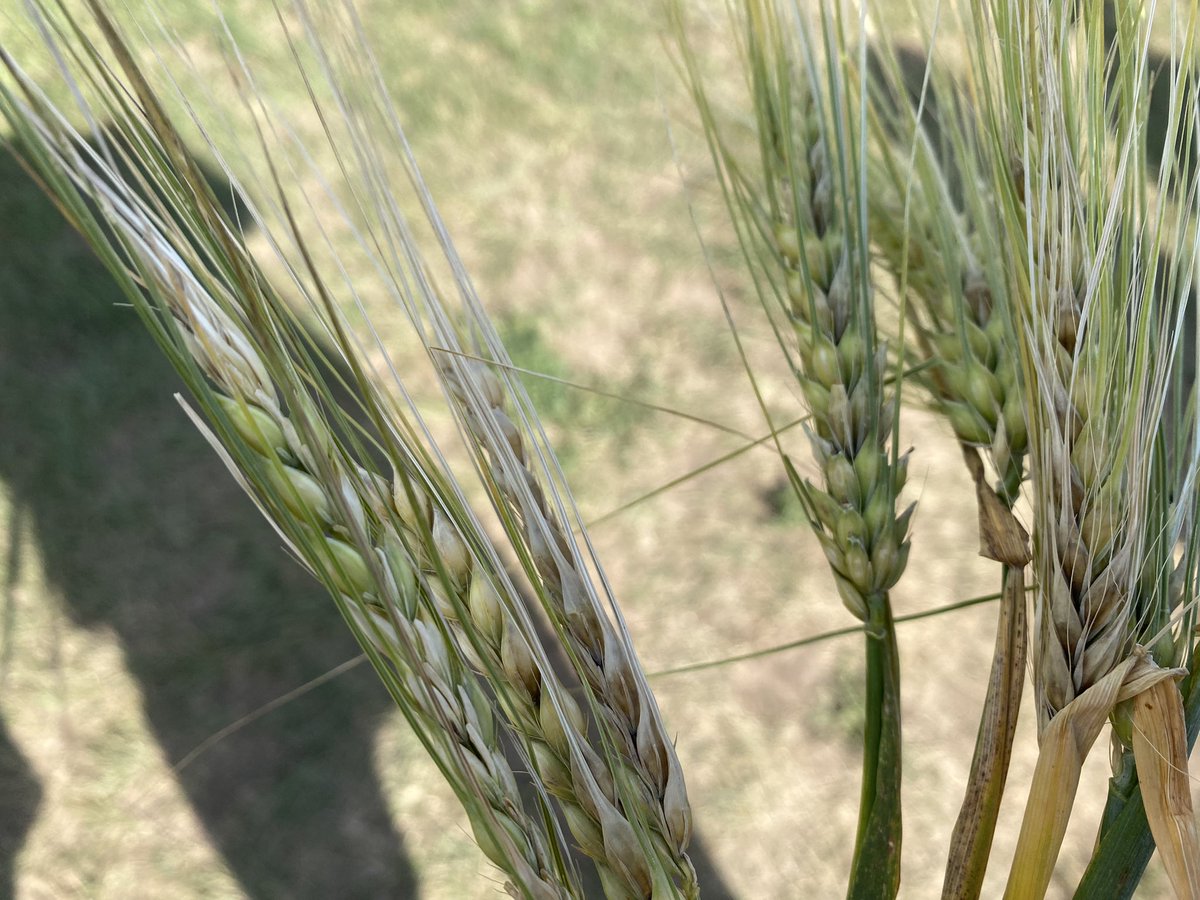 NCCEAExecDir's tweet photo. Barley and wheat research @UMNExt is improving grain quality and increasing yields. Participants in 2023 North Central Region Mini Land-grant conference got a hands-on look at field plots on Saint Paul campus.  @UMNews https://t.co/ewbiO8bA7O