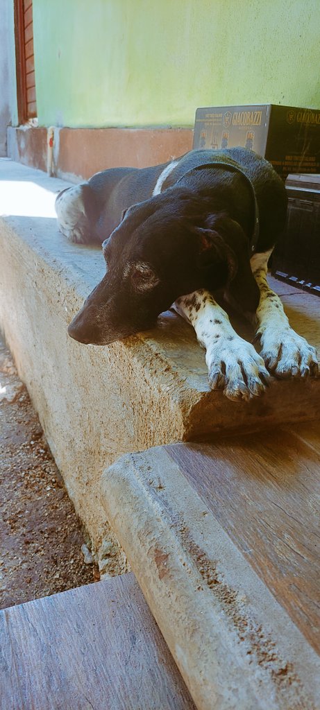 NutriologoGiron's tweet photo. Esta foto es de ayer.

Federica tiene 13 años viviendo con nosotros, fue traída por mi mamá de 2 meses muy enferma, mi madre la curo y se quedó con nosotros. https://t.co/A4OH3HT5iU