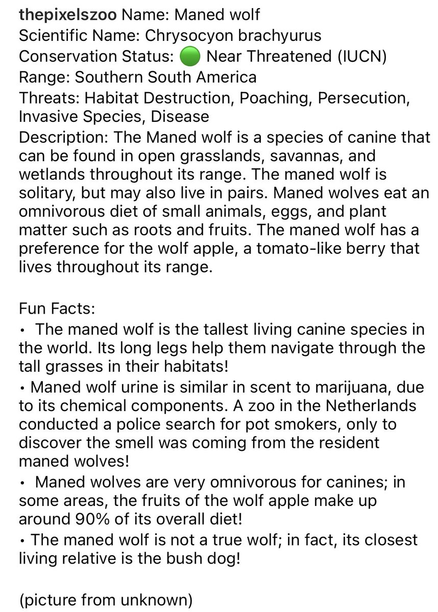 ThePixelsZoo's tweet image. Maned wolf