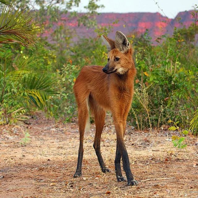 ThePixelsZoo's tweet image. Maned wolf