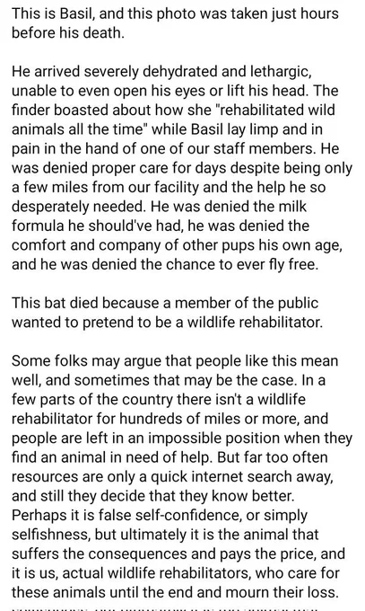 (Part 2 of 4) But far too often resources are only a quick internet search away, and still they decide that they know better. Perhaps it is false self-confidence, or simply selfishness, but ultimately it is the animal that suffers the consequences and pays the price, and it is us, actual wildlife rehabilitators, who care for these animals until the end and mourn their loss. (Continued)