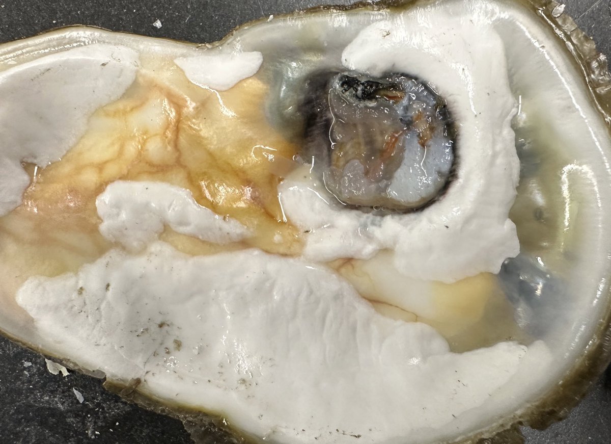 meghana_parikh's tweet photo. In our #LISOysterHealth work we’ve seen a whole lot of shell parasitism and pathology, but finding #polychaete worms in the adductor muscle tissue is a first for us 🪱 https://t.co/TLhJG5BbOJ