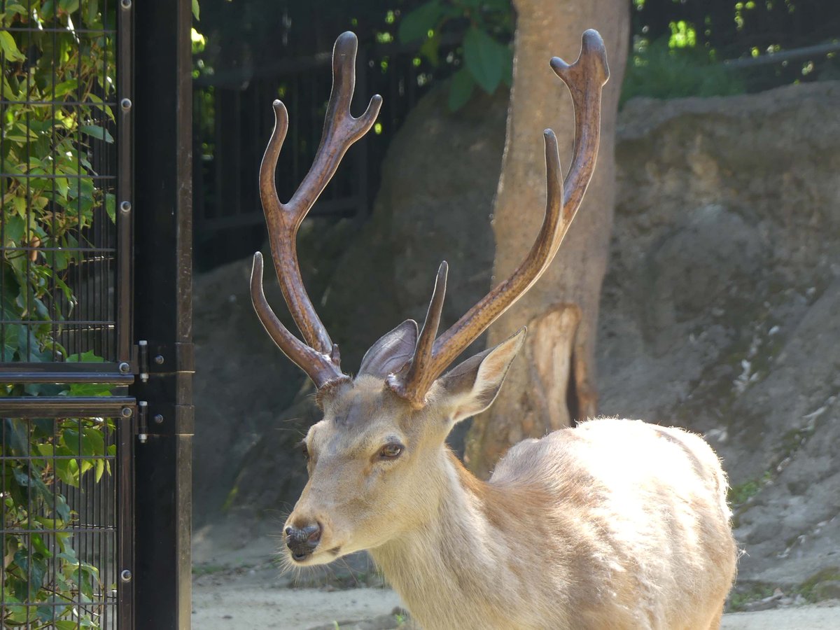 鹿の角 両角 顔付き エゾシカの角 鹿の角 両角 顔付き エゾシカの角