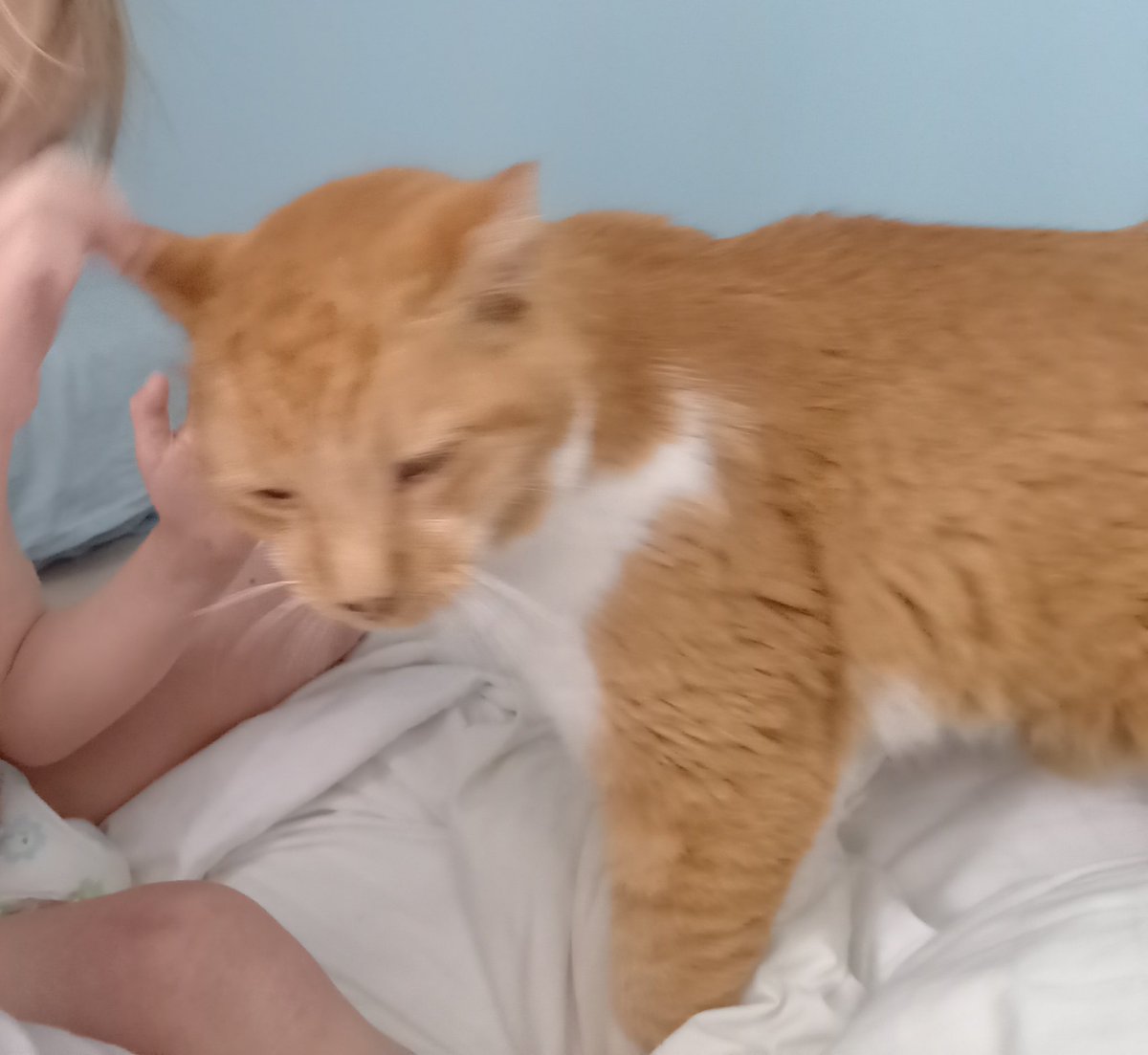 Oui pôtibébé... j'ai des grandes noreilles ha ha ha qu'est-ce qu'on rigole! 😸😽
Mais présentement j'aimerais juste faire dodo...😾😾