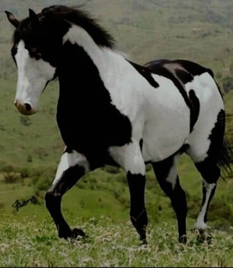 Gacetahipica's tweet image. ¿Qué nombre le pondrías a este caballo si fuera tuyo?❤️😍

#Hipismo #Meridiano #GacetaHipica #SuerteyGacetaHipica