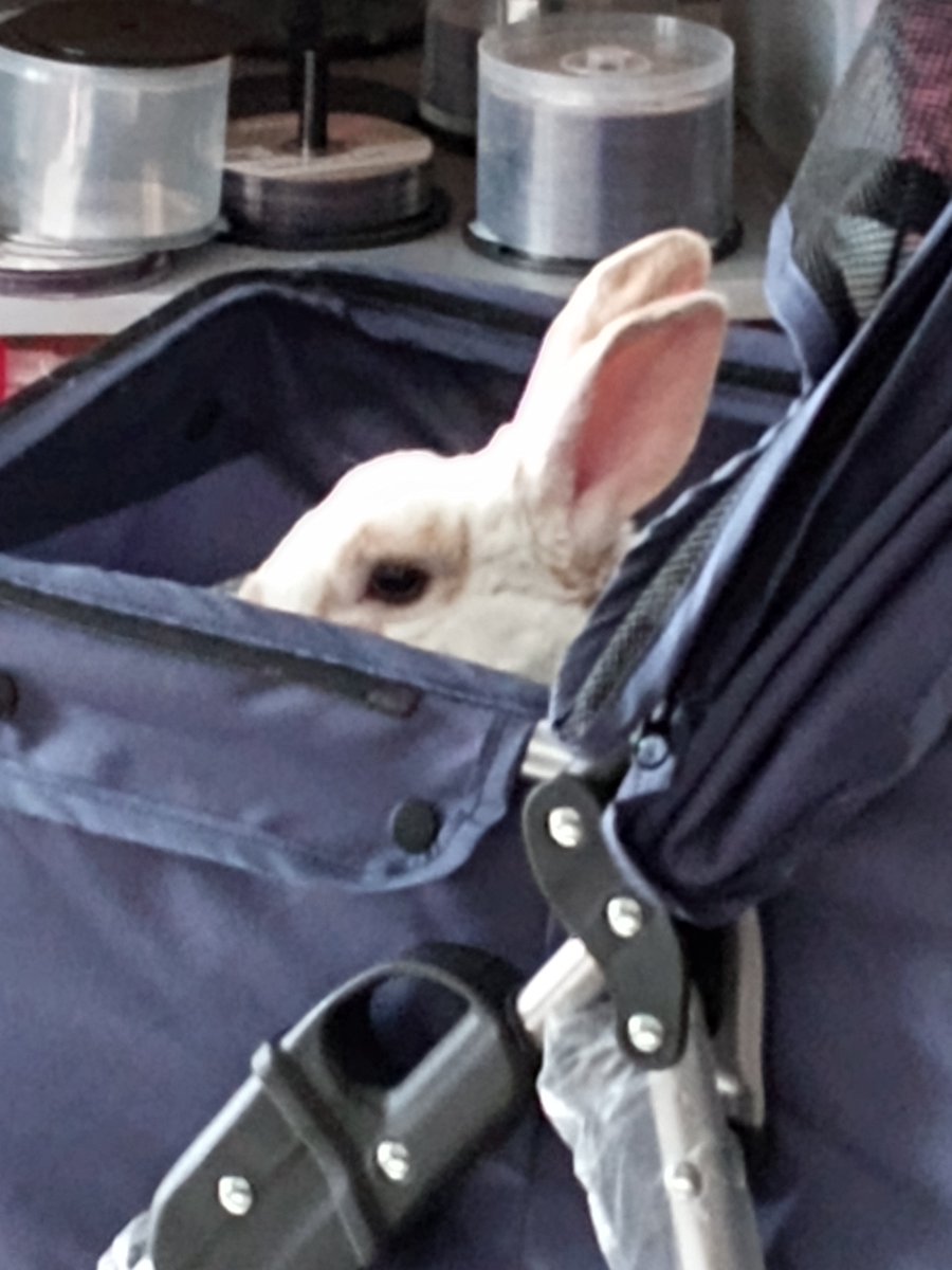 floorsharkmomma's tweet photo. Clover checking out his own limo service! #CloverRex #bunnylove #rexbreed https://t.co/sRWayqcMxm