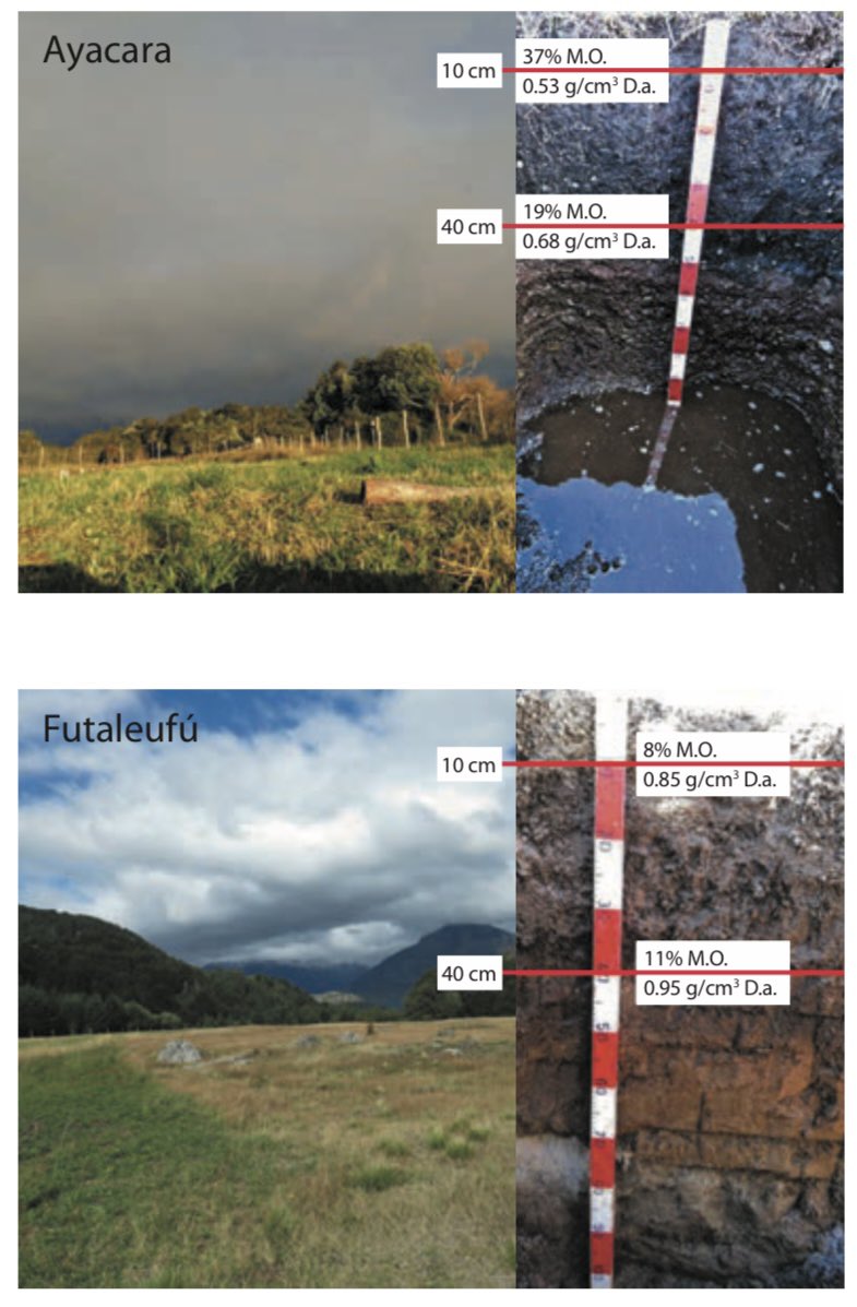 Aquí puedes conocer sobre los Suelos y el uso de Enmiendas en la producción de Papas 🥔 en Territorio de Patagonia Verde 👇🏻
<a href="/iniachile/">INIA Chile</a> <a href="/inia_remehue/">INIA Remehue</a> <a href="/MinagriLosLagos/">Minagri Los Lagos</a> 
#zonasrezagadas #ayacara #chaitén #futaleufú 
biblioteca.inia.cl/handle/20.500.…