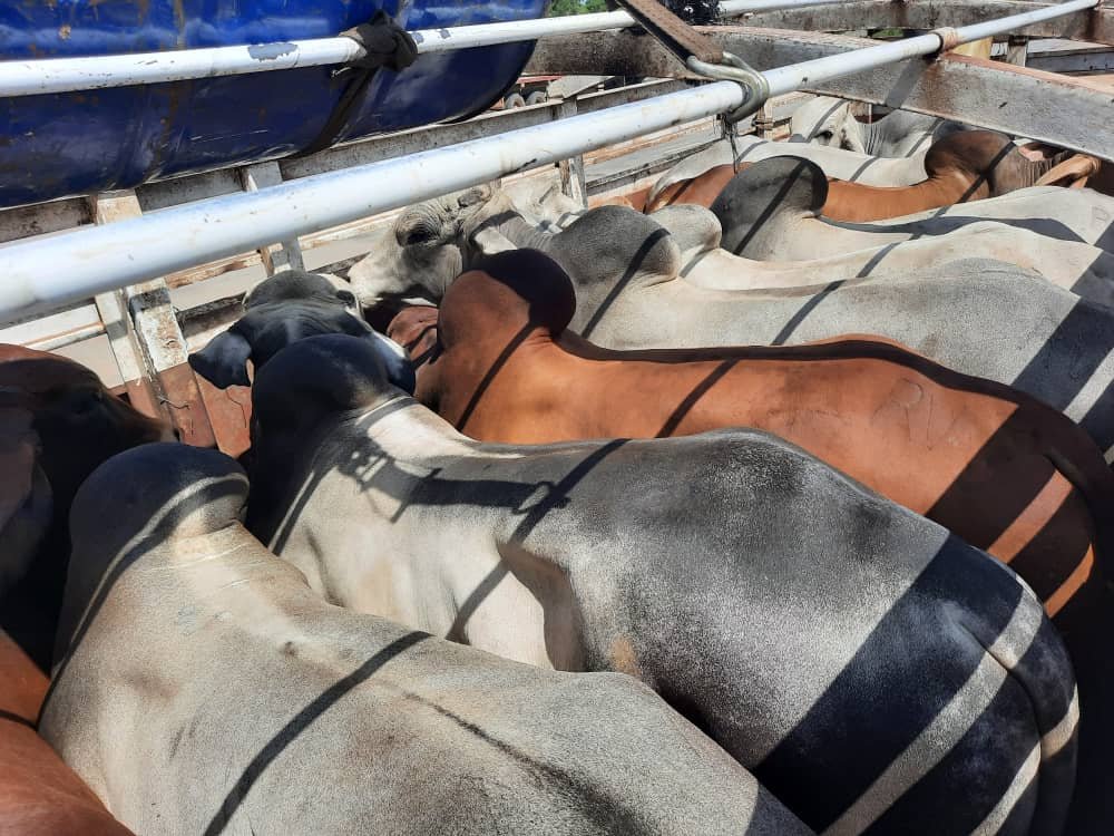 Rawlings Kofi (@kofi_rawlings) on Twitter photo Cattle fattening is not just about feeding and selling. It's about understanding the animals, their needs, and the market. It's about making informed decisions that will benefit your business in the long run. <a href="/agribusinesszw/">Agribusiness Media</a>
#agribusinesstalk Cattle fattening is not just about feeding and selling. It's about understanding the animals, their needs, and the market. It's about making informed decisions that will benefit your business in the long run. <a href="/agribusinesszw/">Agribusiness Media</a>
#agribusinesstalk