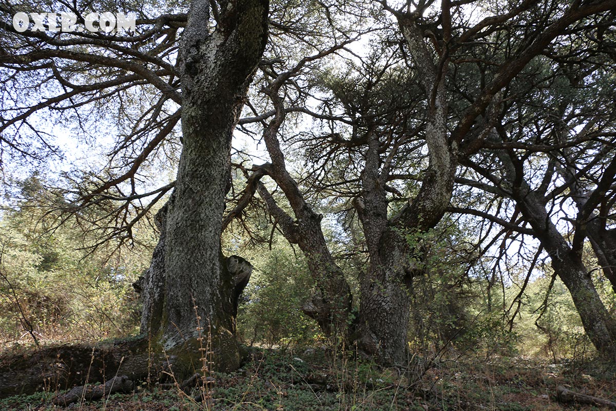 onefineart's tweet photo. ... and I continued my hiking in Barouk/Maaser el Chouf reserve... the cedar trees were such dancing of joy.. watch more in the next posts...
https://t.co/hdWRmI3x87
#dancingtree #trees #cedartree #cedartrees #cedarlebanon #lebanon #lebanoncedar #barouk #maaser #discoverlebanon https://t.co/UFfneXS8Nu