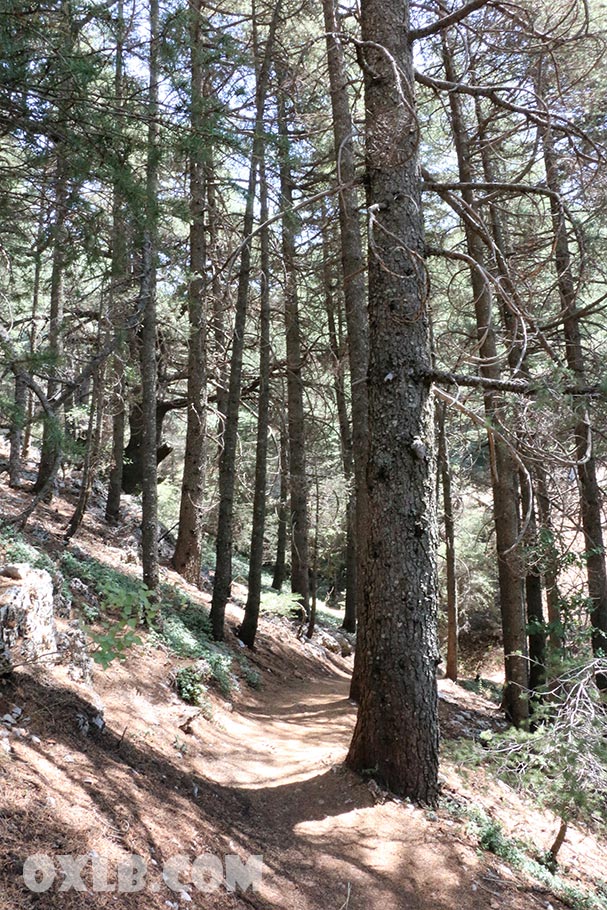 onefineart's tweet photo. ... and I continued my hiking in Barouk/Maaser el Chouf reserve... the cedar trees were such dancing of joy.. watch more in the next posts...
https://t.co/hdWRmI3x87
#dancingtree #trees #cedartree #cedartrees #cedarlebanon #lebanon #lebanoncedar #barouk #maaser #discoverlebanon https://t.co/UFfneXS8Nu