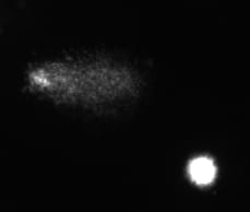 GeneticaPUJ's tweet photo. Investigaciones IGH: Ensayo cometa como prueba de evaluación del daño en el ADN de células humanas expuestas a agentes genotóxicos. Foto tomada en microscopio de fluorescencia con células sin daño (ausencia de cola) y dañada (con cola). Profesora IGH A. Vergara García #OrgulloIGH https://t.co/fvWXIuMbGD