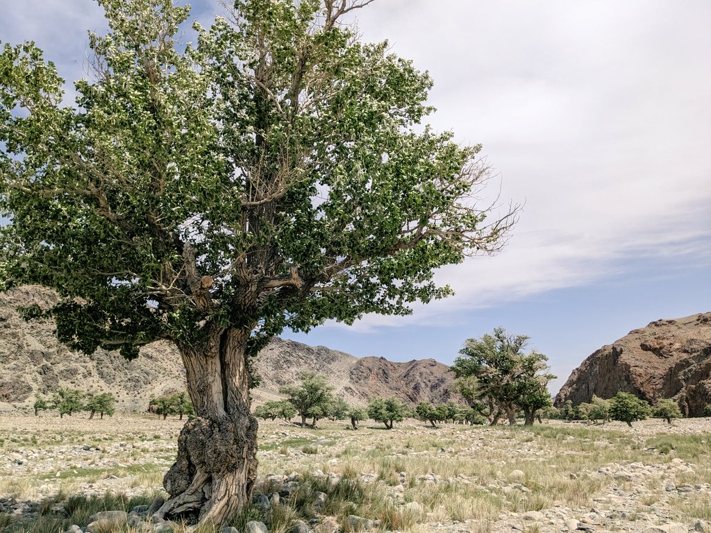 <a href="/STEPPNETproject/">STEPP-NET</a> is an international collaborative effort to discover and describe #mammal and #parasite #biodiversity in the dynamic and changing landscapes of interior #Asia. 

Follow along with us in far western #Mongolia, where we are conducting field surveys this summer.