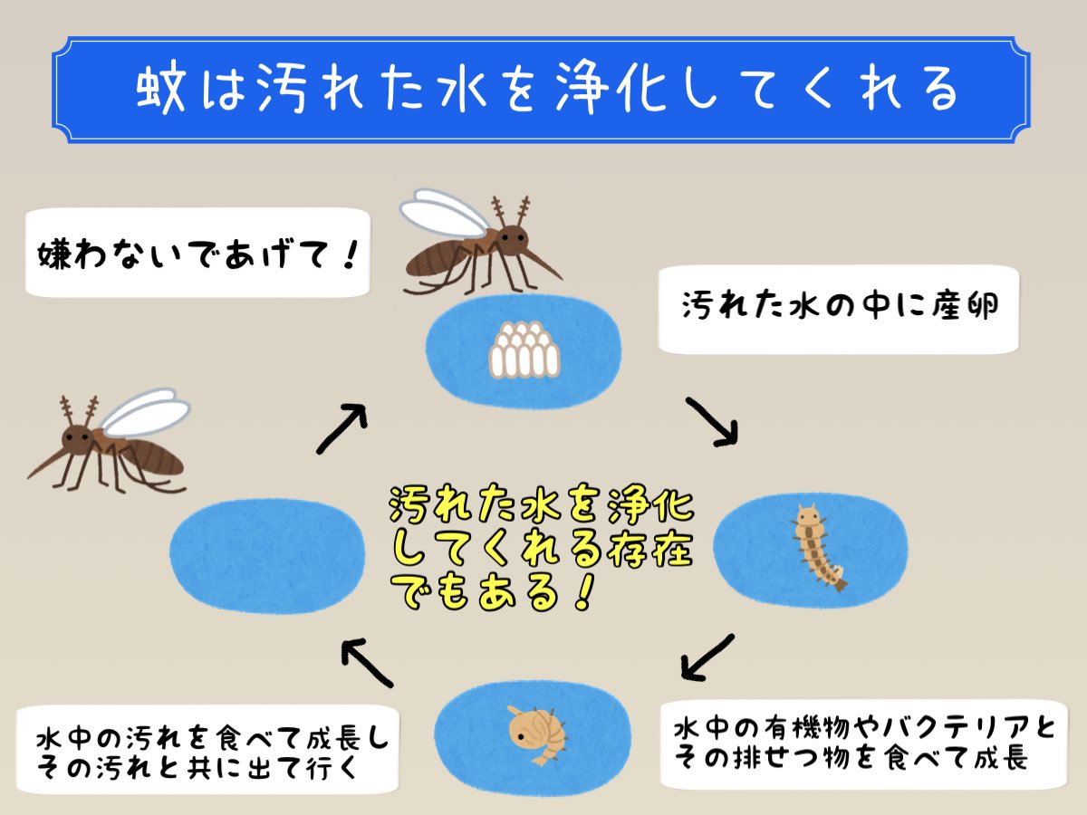 Syoku_no_mirai's tweet photo. 【誰も知らない蚊の存在理由】
・他の生物が住みづらい汚れた水の中に産卵する
・ボウフラは水中の有機物,バクテリア,排泄物を食べて成長しやがて蚊となり飛び立つ
・つまり水中の汚れを食べて成長しその汚れと共に出て行く
・蚊は不潔な水に沸く不潔な虫ではなく汚れた水を浄化してくれる存在でもある https://t.co/2hjvJ1BKpC