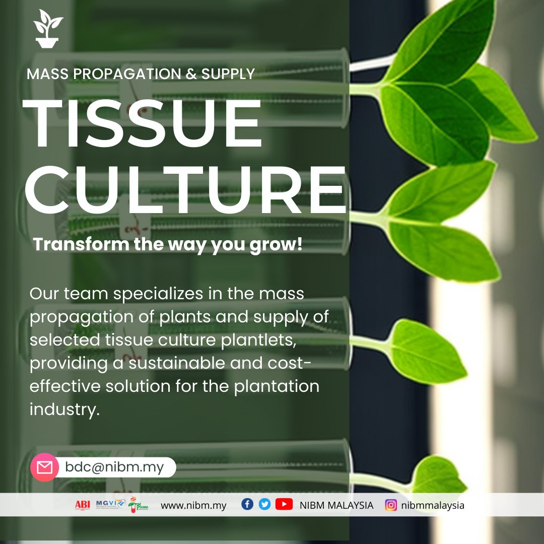 𝐒𝐔𝐒𝐓𝐀𝐈𝐍𝐀𝐁𝐋𝐄,   𝐄𝐅𝐅𝐈𝐂𝐈𝐄𝐍𝐓   & 𝐂𝐎𝐒𝐓-𝐄𝐅𝐅𝐄𝐂𝐓𝐈𝐕𝐄   🌱🌺🪴
 
That's what our plant mass propagation and tissue culture services offer!   

#WeAreNIBM #NIBM #NIBMMalaysia #BiotechRevolution #PlantTissueCulture   #PlantBiotech #FutureofFarming