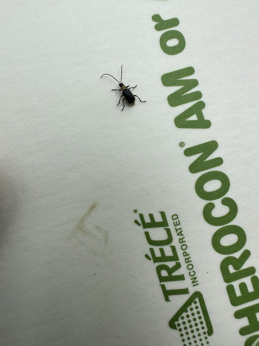 He couldn’t wait…
#rootwormwatch #sweepstakes <a href="/BayerTraits/">Bayer Traits & Systems</a>