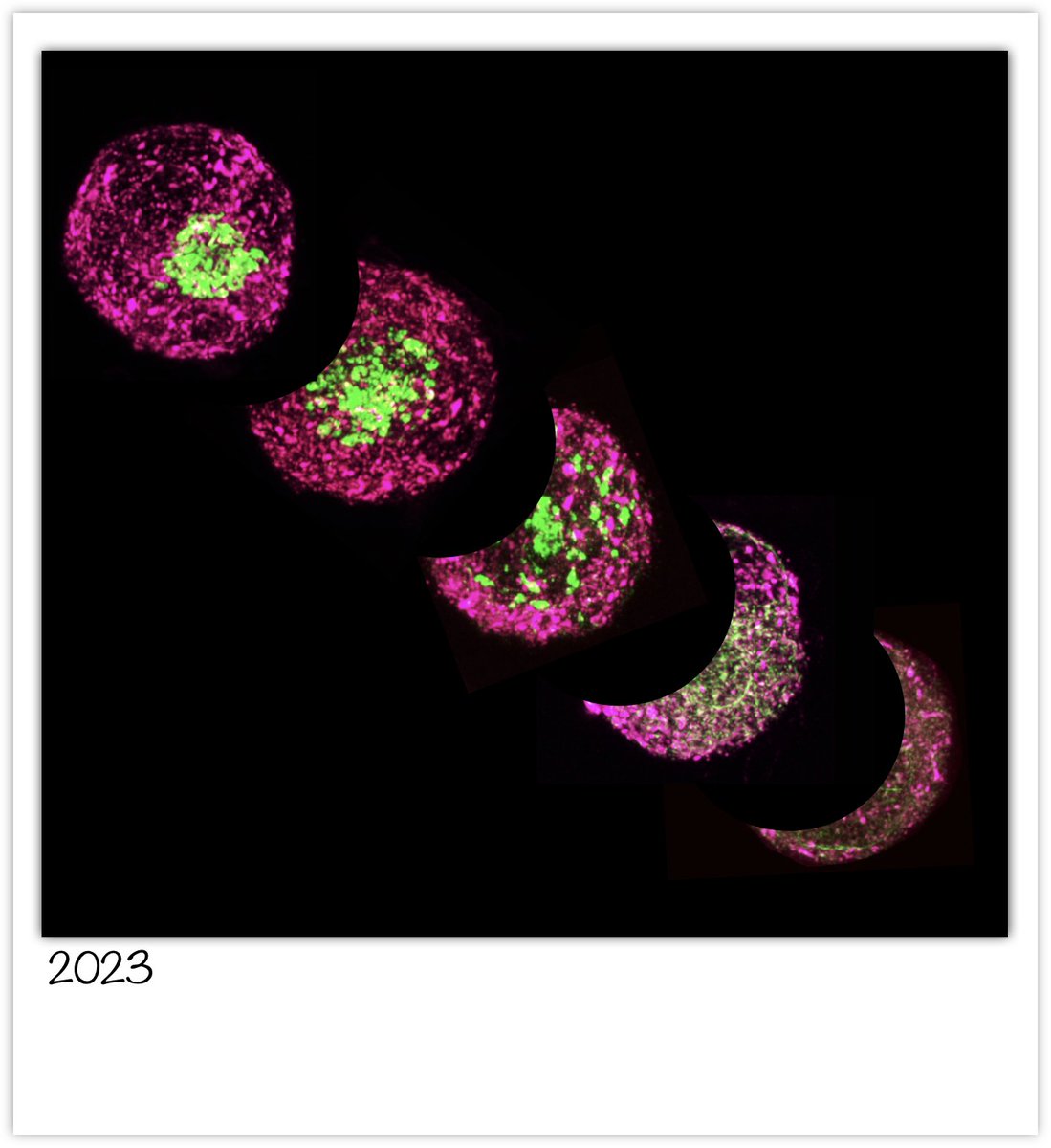 Junior Research Fellow position (<a href="/serbonline/">SERB</a> funded), to study Golgi organisation in cancers.

Details of position and eligibility : tinyurl.com/AdvtJRF
Application form to be filled :
tinyurl.com/FormAdhJRF

Last date of submission 20.07.2023.

Kindly RT